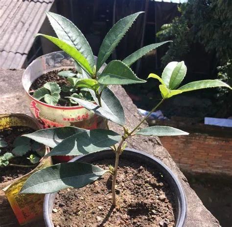 桂花繁殖方法|中医佳节养生食谱：桂花枸杞冻＋黄金罗汉果山楂饮 